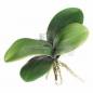 Preview: Orchideen, Luftwurzeln, Laub